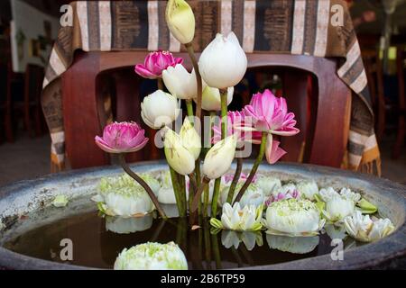 Gros plan de fleurs d'eau dans un récipient en béton Banque D'Images