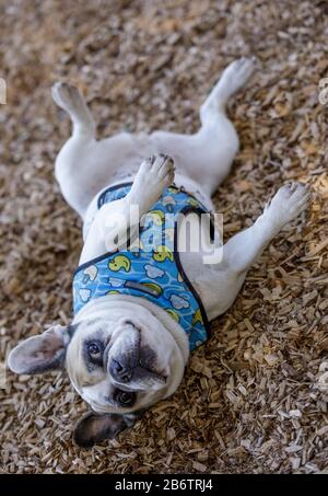 Piebald French Bulldog femelle roulant et goofing off Banque D'Images