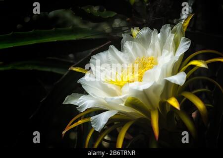 La belle fleur de cactus blanc exotique de fruits de dragon dans la fleur qui ne durera que 8 heures environ. Banque D'Images