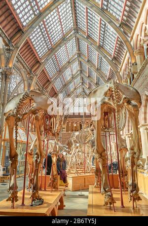 Expositions de squelettes d'éléphants d'Asie au rez-de-chaussée au musée d'histoire naturelle de l'université d'Oxford, en Angleterre.
