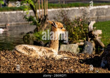 Les vigognes Vicugna vicugna,, des proches de la llama qui vivent dans les zones alpines de la Cordillère des Andes Banque D'Images