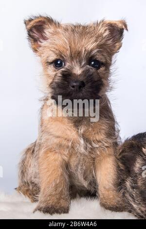 Chien chiot Cairn Terrier sur fond blanc Banque D'Images