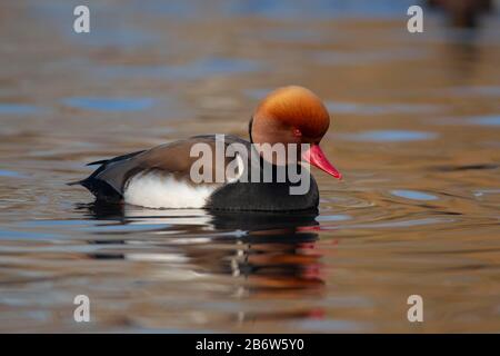 Pochard à crasse rouge (Netta rufina) adulte mâle nageant sur un lac, Angleterre Banque D'Images