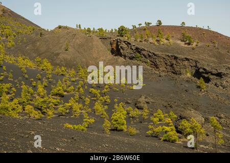 Vue le long du sentier de randonnée jusqu'au volcan Martin, Cumbre Vieja près de Fuencaliente, la Palma, les îles Canaries, les îles Canaries, l'Espagne Banque D'Images