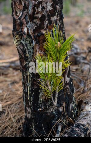 Jeunes pousses d'un pin des îles Canaries (Pinus canariensis) après un incendie de forêt, la Palma, îles Canaries, Espagne Banque D'Images