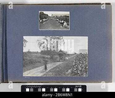 Indische kinderen tellen aantal gevangen rupsen op plantage op Sumatra Onderdeel van Reisalbum met Foto's van bedrijvigheid en beziens Banque D'Images