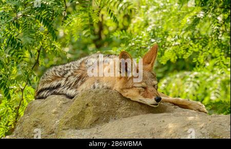 coyote reposant sur un rocher dans le zoo Banque D'Images