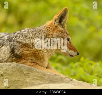 portrait de chien coyote du profil posé sur la roche dans le zoo pilsen Banque D'Images