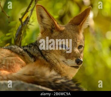 portrait de chien coyote sur un rocher dans le zoo de pilsen Banque D'Images