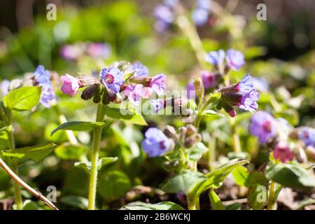 Espaces sauvages - Plantation pour la nature - plantation Lungwort / Pulmonaria officinalis dans un jardin sauvage aidera à soutenir la conservation des abeilles Banque D'Images