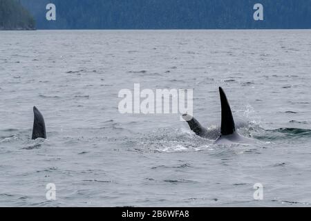 Trois épaulards à Tofino avec l'aileron au-dessus de l'eau, vue du bateau sur deux épaulards Banque D'Images