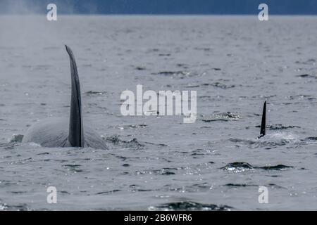 Deux épaulards à Tofino avec l'aileron au-dessus de l'eau, vue du bateau sur deux épaulards Banque D'Images