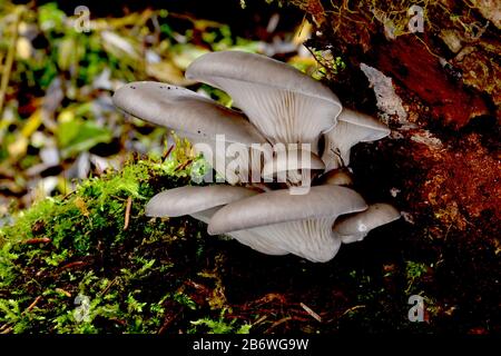 Huître bombée (Pleurotus ostreatus). Fructifier les corps sur le tronc d'arbre mort. Allemagne Banque D'Images