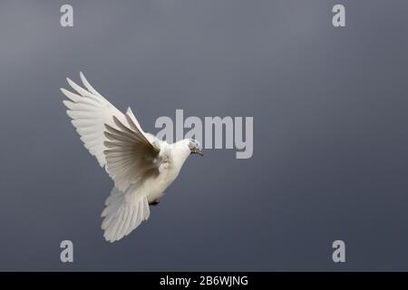la colombe blanche vole sur un ciel sombre Banque D'Images