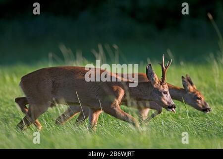 Cerf de Virginie (Capreolus capreolus). Buck suivant doe pendant la courteship. Allemagne Banque D'Images