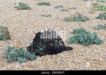 Crabes sur une plage de galets Banque D'Images