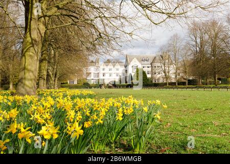 Binley, Warwickshire, mars 2020: Les jonquilles entourent les arbres dans l'avenue menant à l'hôtel Coombe Abbey, un bâtiment classé de niveau I. Banque D'Images