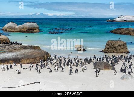 Colonie africaine de pingouins (Spheniscus demersus) sur la plage de Boulders, la ville de Simon, le Cap, la péninsule du Cap, Afrique du Sud Banque D'Images
