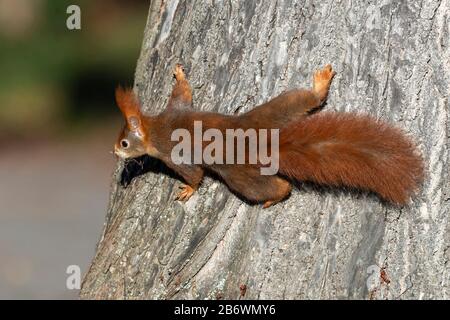 Ecureuil rouge européen (Sciurus vulgaris) accroché à un tronc d'arbre. Allemagne Banque D'Images