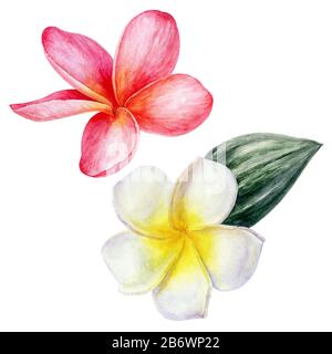 Plumeria fleur tropicale aquarelle isolée sur fond blanc Banque D'Images