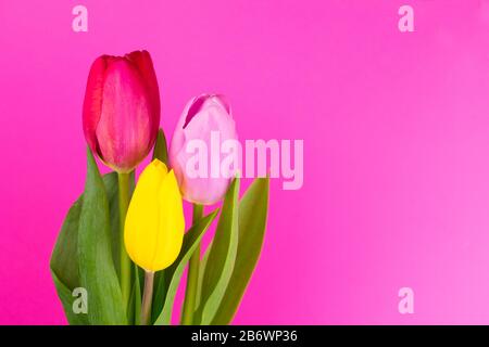 Trois tulipes jaune, rouge et rose sur fond rose pâle. Espace de copie. Banque D'Images
