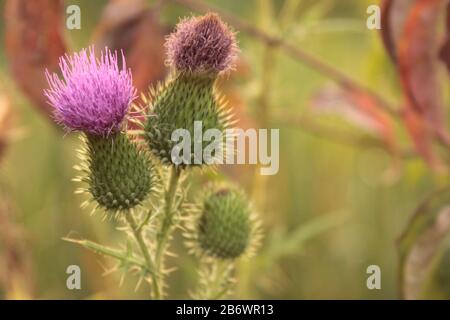 Thistle en fleur. Gros plan sur une fleur de chardon de taureau rose. Également appelé Thistle commun et Thistle de lance. Banque D'Images