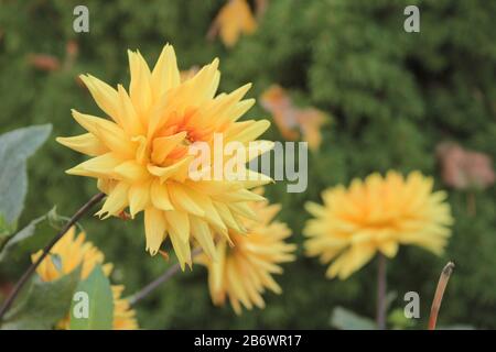 Gros plan de belles fleurs jaunes et orange en pleine floraison dans le jardin Banque D'Images