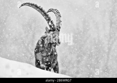 L'ibex alpin sous la neige extrême (Capra ibex) Banque D'Images