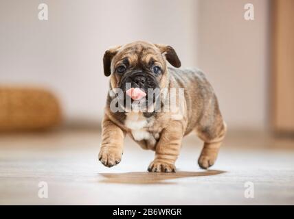 Bulldog français. Chiot marchant sur le parquet. Allemagne Banque D'Images