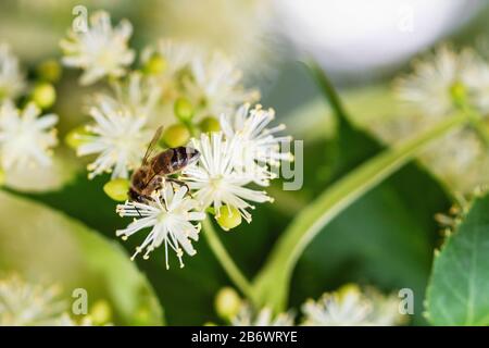 L'abeille pollinise les fleurs de linden. Abeille miel dans les branches de chaux. Gros plan, mise au point sélective Banque D'Images