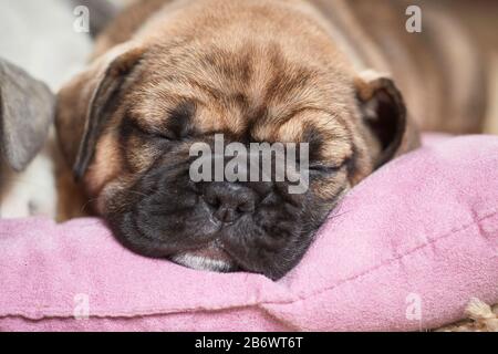 Bulldog français. Chiot dormant sur un lit d'animal de compagnie. Allemagne Banque D'Images