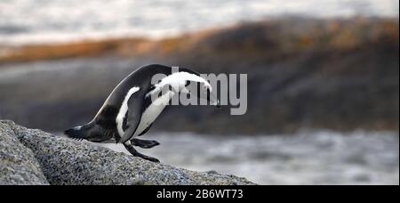 Le pingouin africain sur le rocher dans le crépuscule du coucher du soleil. Nom séintifique : Spheniscus demersus, également connu sous le nom de pingouin de la jaquette et de pe à pieds noirs Banque D'Images