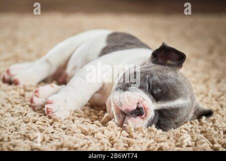 Bulldog français. Chiot dormant sur un tapis. Allemagne Banque D'Images