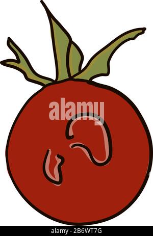 Tomate rouge, illustration, vecteur sur fond blanc. Illustration de Vecteur