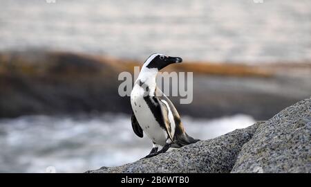 Le pingouin africain sur le rocher dans le crépuscule du coucher du soleil. Nom séintifique : Spheniscus demersus, également connu sous le nom de pingouin de la jaquette et de pe à pieds noirs Banque D'Images