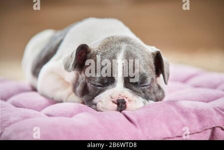 Bulldog français. Chiot dormant sur un lit d'animal de compagnie. Allemagne Banque D'Images