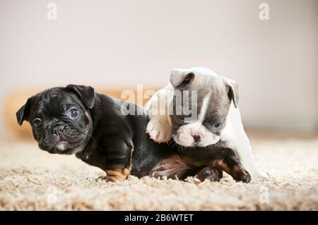 Bulldog français. Deux chiots jouant sur un tapis. Allemagne Banque D'Images