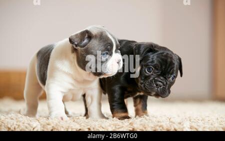 Bulldog français. Deux chiots se tenant sur un tapis. Allemagne Banque D'Images