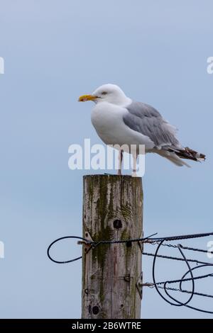 Goéland harengs Larus argentatus debout sur un poteau en bois avec espace de copie Banque D'Images