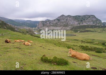 Cangas De Onis, Asturies/Espagne ; 05 Août 2015. Vaches dans les lacs de Covadonga dans le parc national de Picos de Europa. Banque D'Images