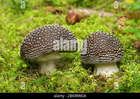 Poussoir, champignon rose des bois (Amanita rubescens). Deux jeunes champignons sur le sol forestier. Autriche Banque D'Images
