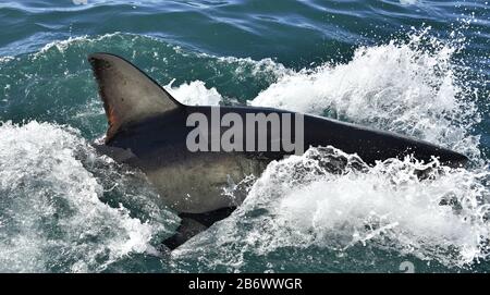 Dos de requin et nageoire dorsale au-dessus de l'eau. Aileron de grand requin blanc, Carcharodon carcharias, Afrique du Sud, Océan Atlantique Banque D'Images