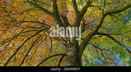 Noyer commun, noyer anglais, noyer persan (Juglans regia). La couleur de la feuille passe du vert dans l'ombre au jaune doré sur le côté ensoleillé. Allemagne Banque D'Images