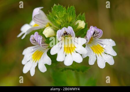 Globe oculaire (Euphrasia officinalis, Euphrasia rostkoviana). Fleurs, gros plan. Allemagne Banque D'Images