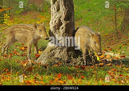 Sanglier (Sus scrofa). Les jeunes nés tardivement imitent leur mère et se frottent sur un tronc d'arbre. Allemagne Banque D'Images