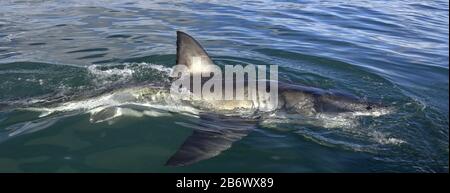 Dos de requin et nageoire dorsale au-dessus de l'eau. Aileron de grand requin blanc, Carcharodon carcharias, Afrique du Sud, Océan Atlantique Banque D'Images