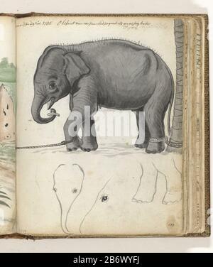 Jonge olifant aan boom dessin noir et blanc d'un éléphant d'un an avec ses jambes attachées aux arbres et quelques brossettes de la tête de l'éléphant. Ce dessin appartient au droit de la partie 1, p. 80. Inscription. Partie du livre de croquis de Jan Brandes, vol. 2 (1808), p. 137. Fabricant : artiste: Jan BrandesPlaats fabrication: Oui-Ela Dating: Déc 1785 Caractéristiques physiques: Pinceau en gris sur croquis en crayon matériau: Papier Pencil technique: Dimensions du pinceau: H 195 mm × W 155 mm Sujet: Animaux à ressources partagées: ElephantWie: East India Company Banque D'Images
