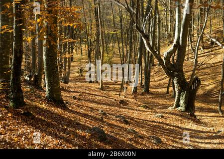 La forêt de hêtre sourit au soleil. La forêt d'automne est dispersée avec des feuilles tombées. Banque D'Images