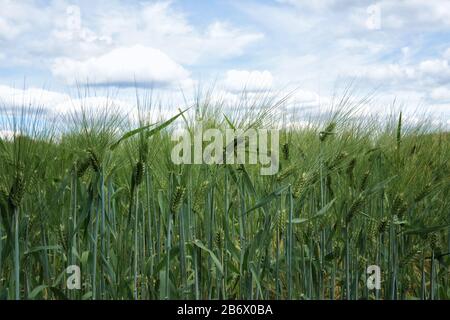 Les jeunes cornes d'orge verte poussent dans un champ sur fond de ciel bleu. Banque D'Images