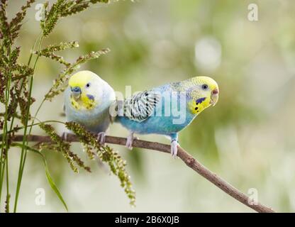 Rainbow Budgerigar, Budgie (Melopsittacus undulatus). Couple sur une branche, à côté de Barnyard Millet (Echinochloa crus-galli). Allemagne Banque D'Images